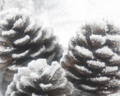 Tapeta Christmas 456.jpg